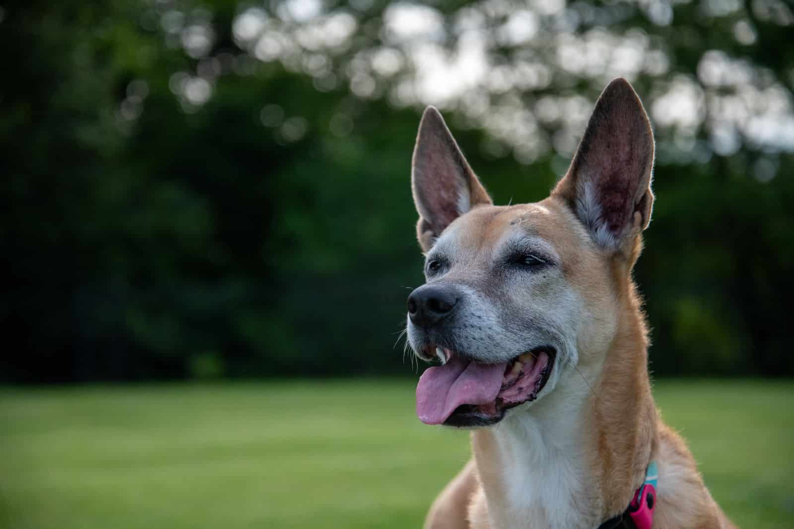 Hund kommt beim Rückrucktraining auf einer Wiese freudig zum Halter