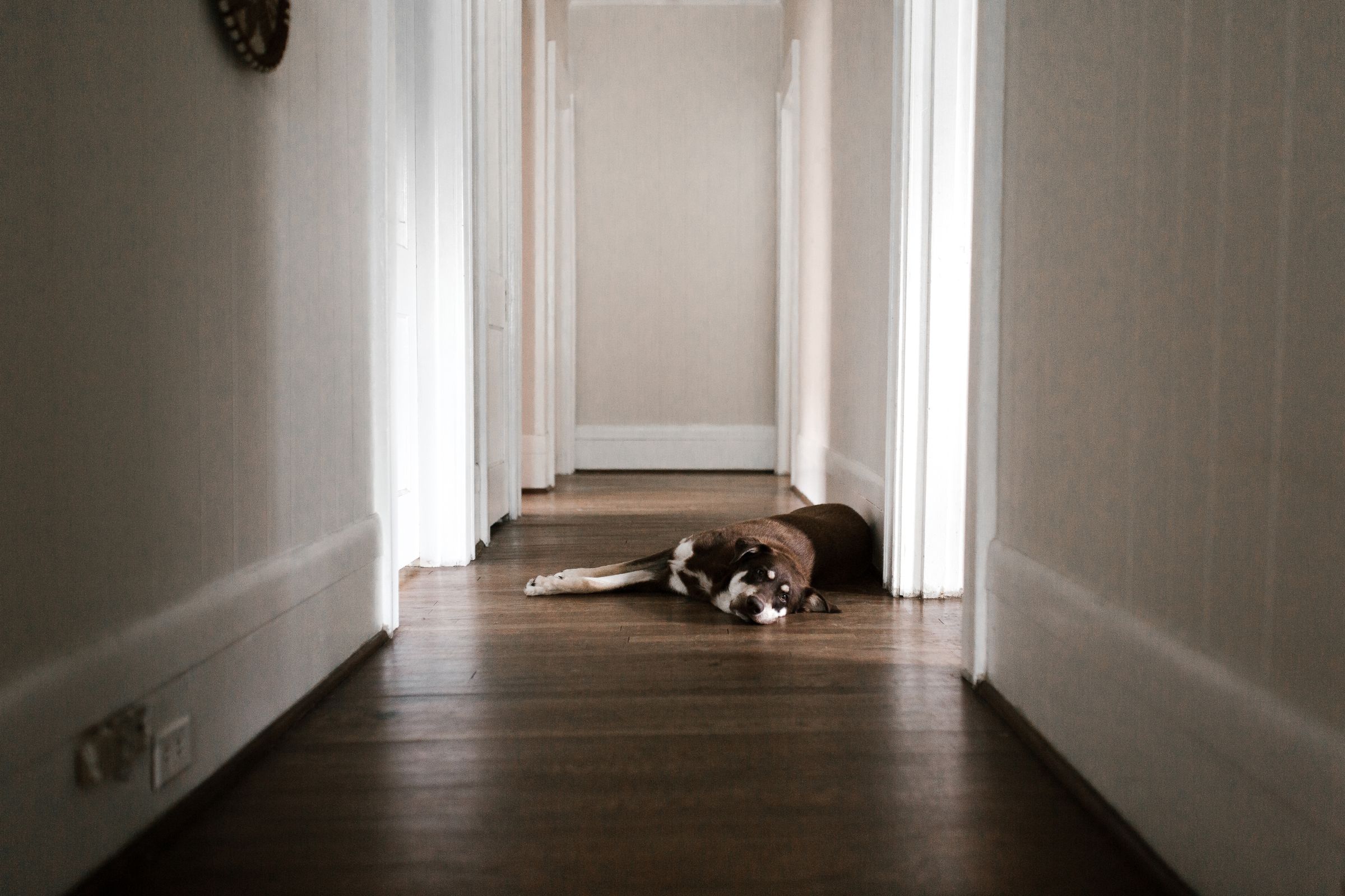 Hund bleibt ruhig auf seiner Decke liegen