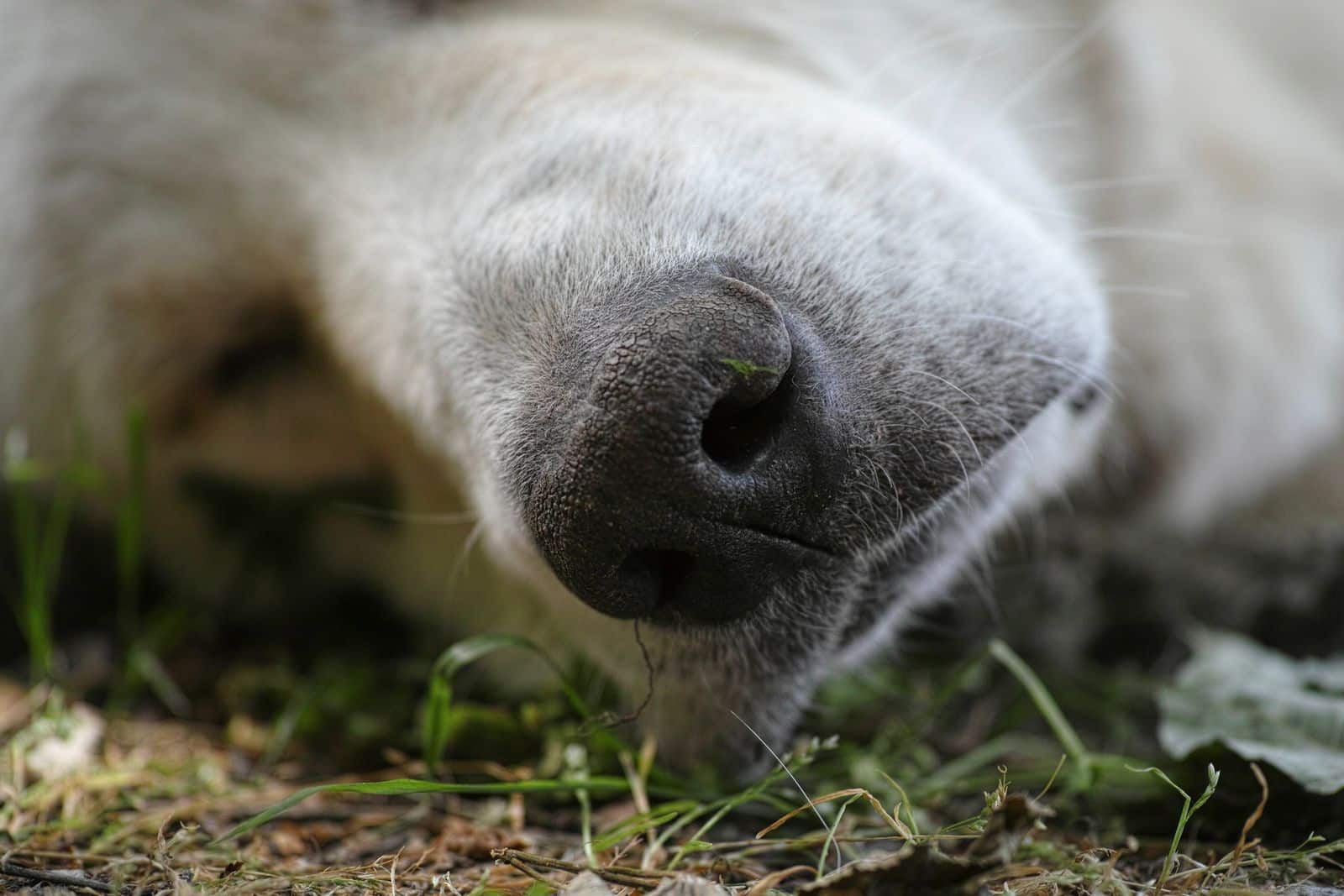 Hund schnüffelt am Boden und übt beim Anti-Giftköder-Training das Anzeigen