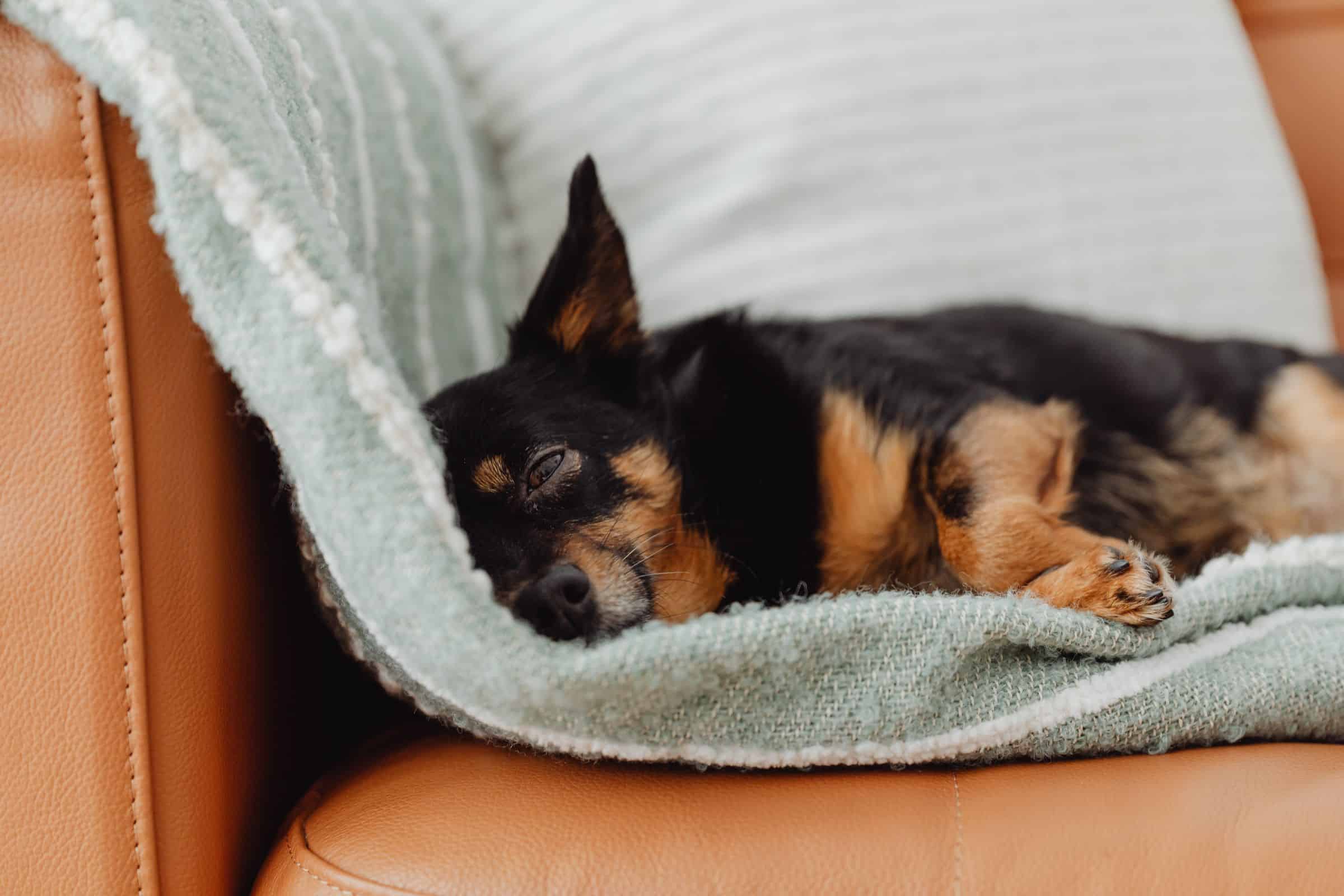 Hund liegt entspannt an seinem Rückzugsort mit Decke