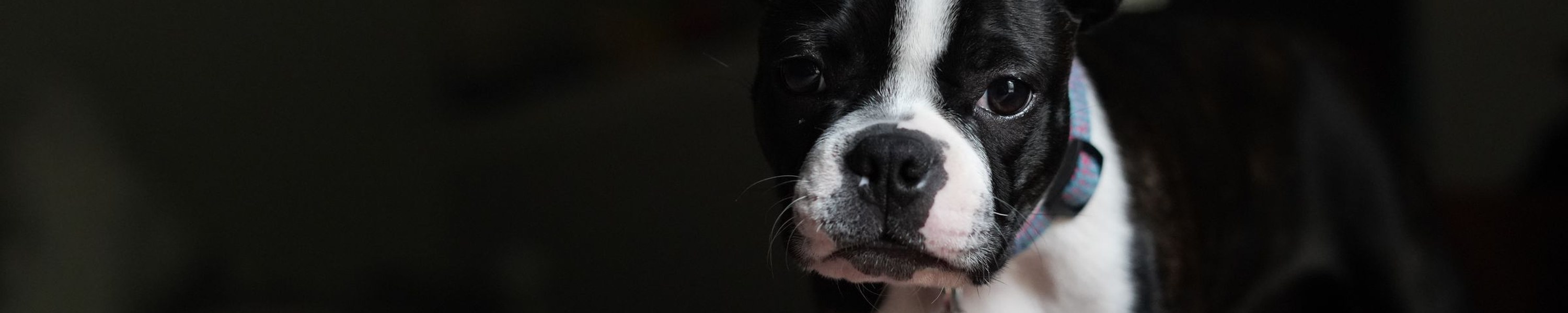 Hund an Silvester: So hilfst du deinem Hund bei Feuerwerksangst