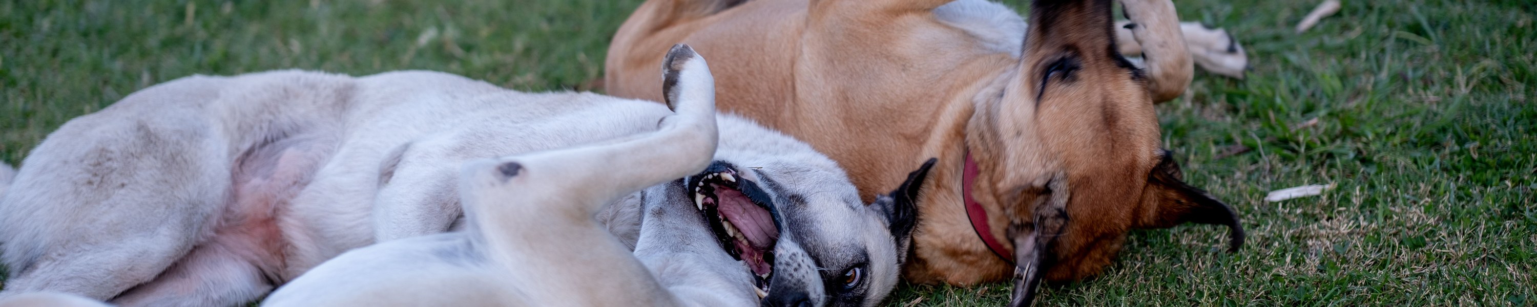 Hund sozialisieren: So lernt dein Hund Gelassenheit