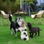 Hund sozialisieren: So lernt dein Hund Gelassenheit