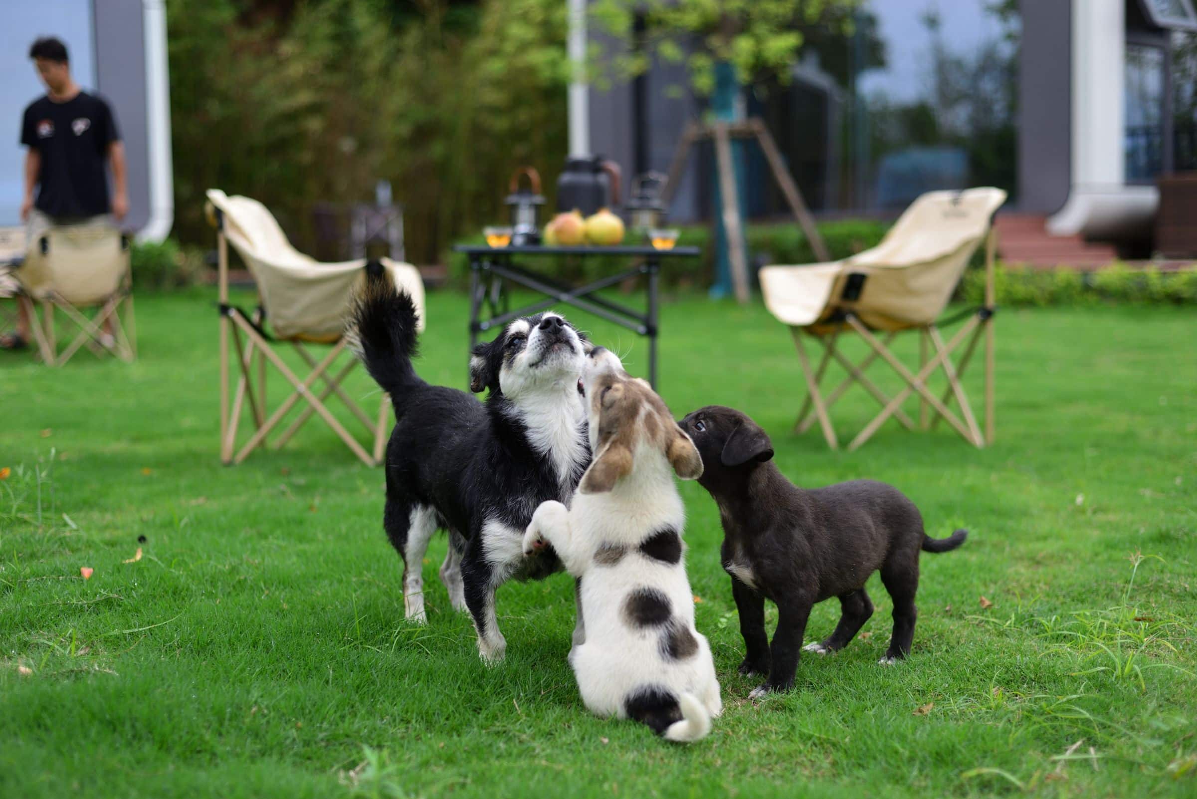 Hund sozialisieren: So lernt dein Hund Gelassenheit