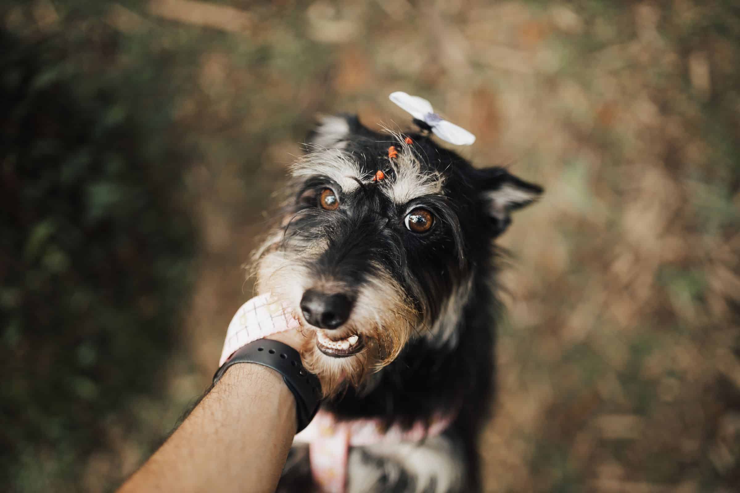 Hund in Vorderkoerpertiefstellung als eindeutige Spielaufforderung