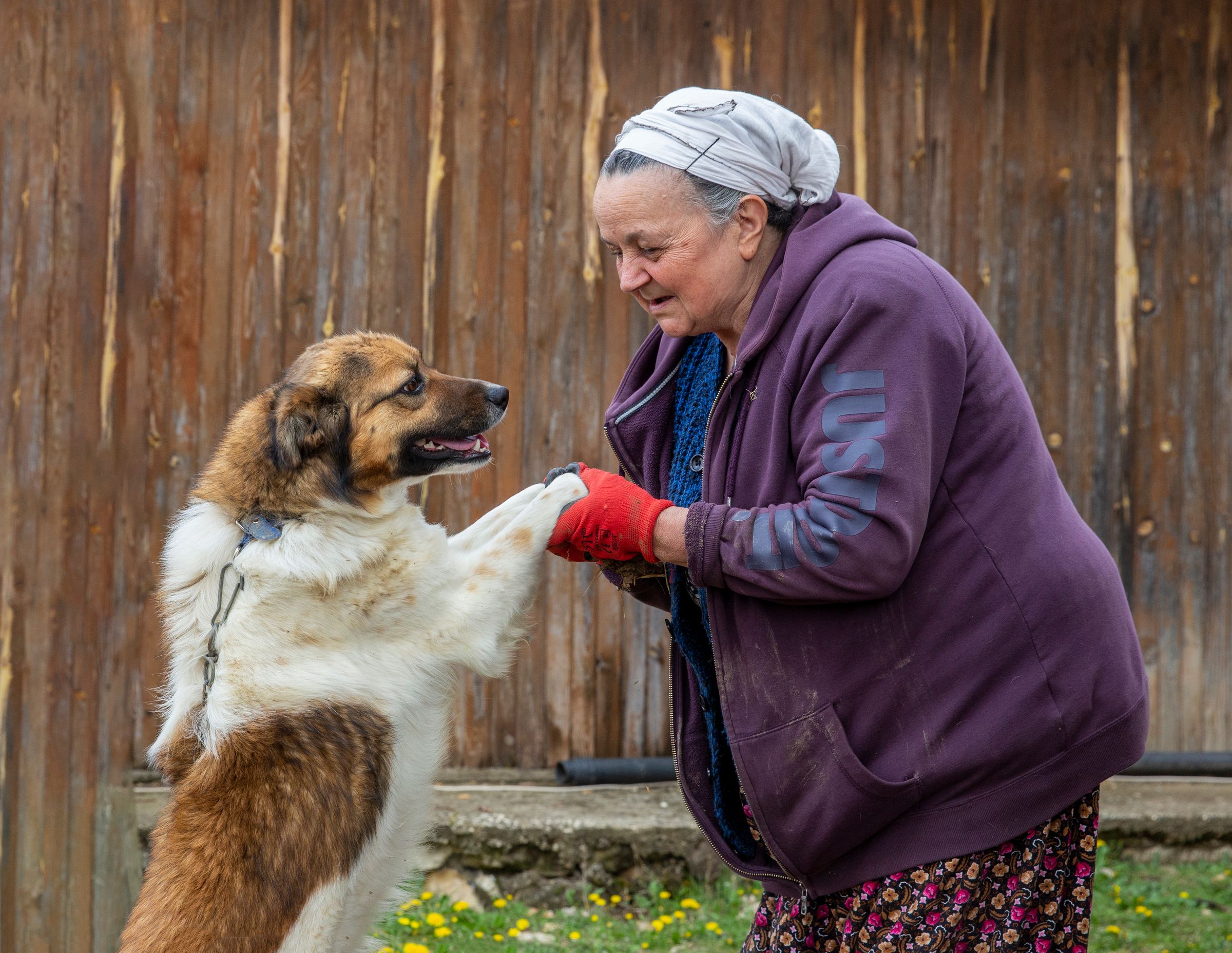 Hund springt Leute an: so gewöhnst du es ihm ab