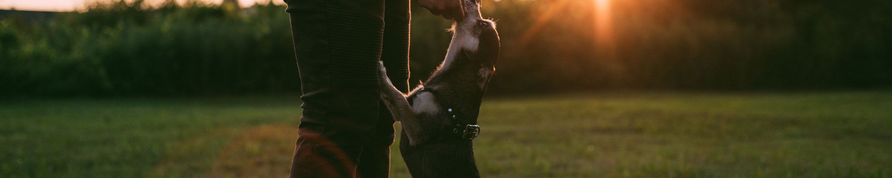 Hund springt Leute an: so gewöhnst du es ihm ab