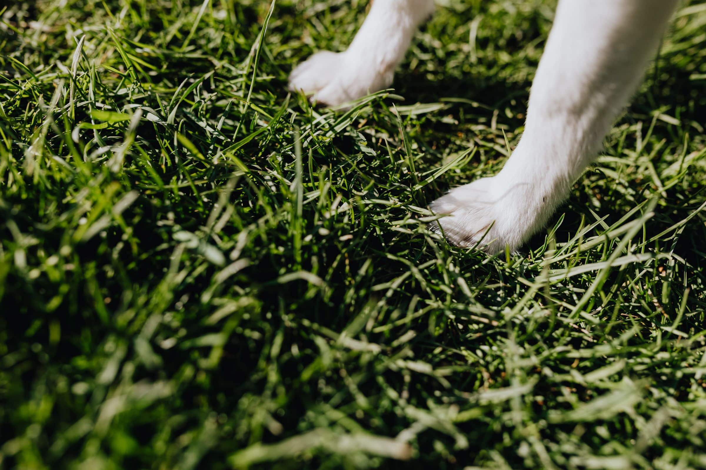 Hund legt seine Pfoten an einen Menschen und wird ruhig angeleitet