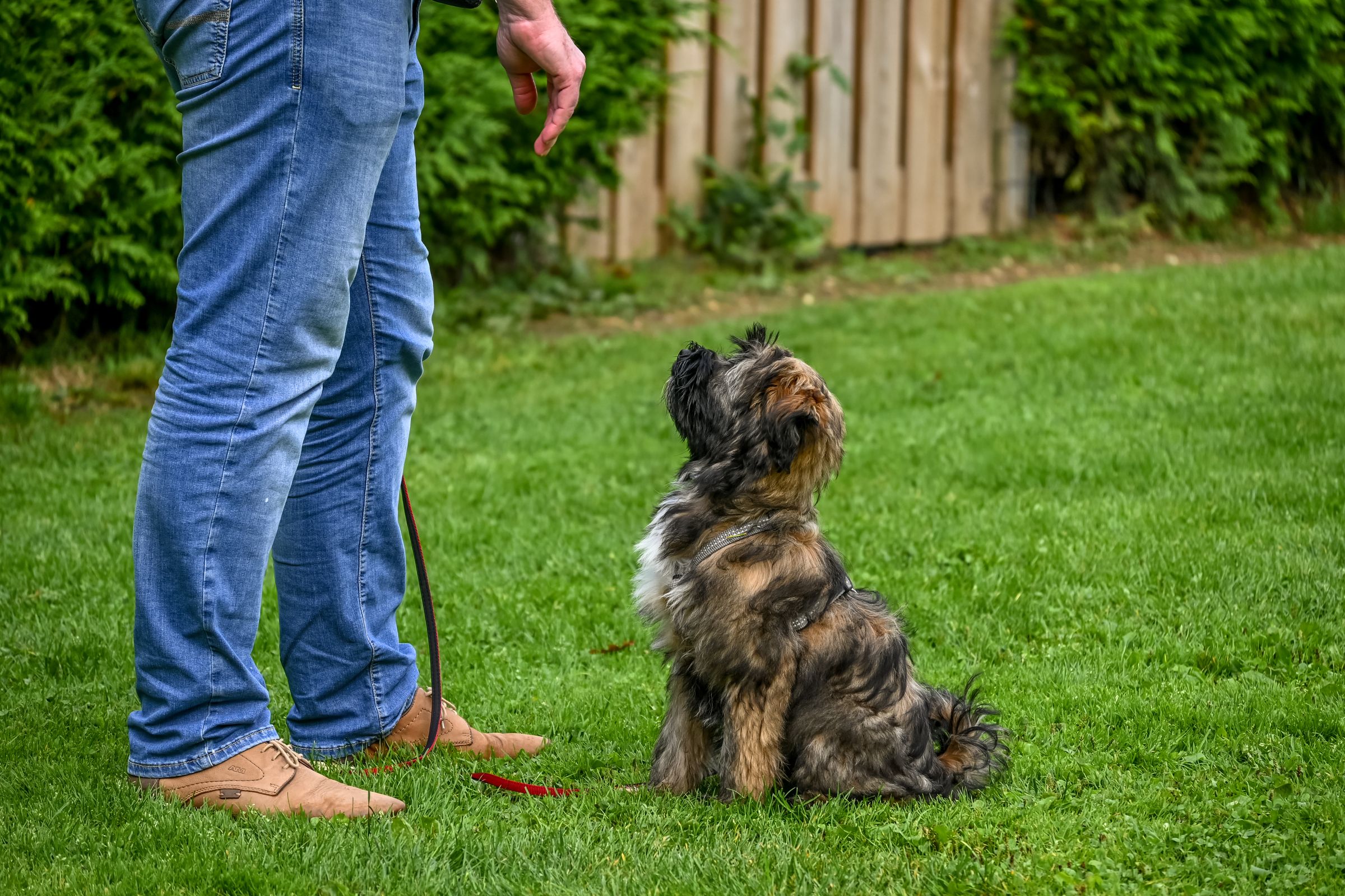 Hund sitzt ruhig zur Begrüßung statt hochzuspringen