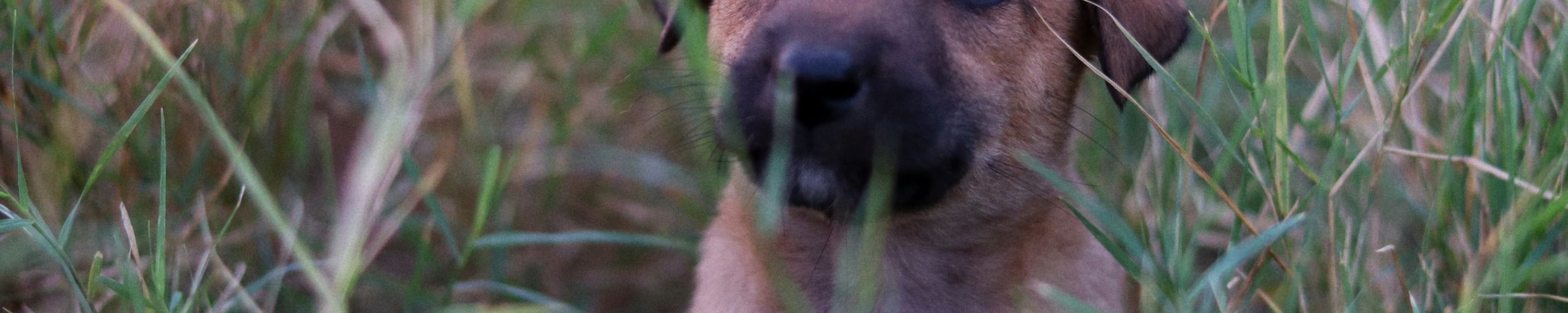Hund stubenrein bekommen: so gelingt es