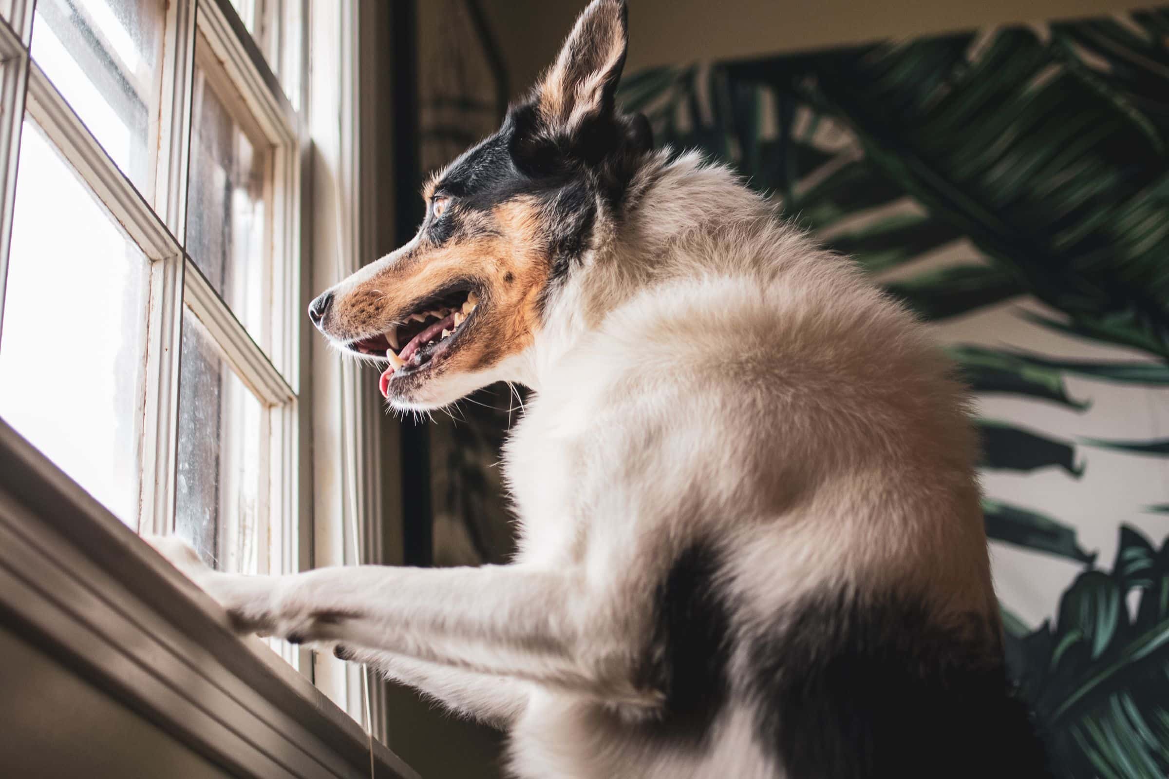 Hund sitzt an der Tür und zeigt an, dass er nach draußen möchte
