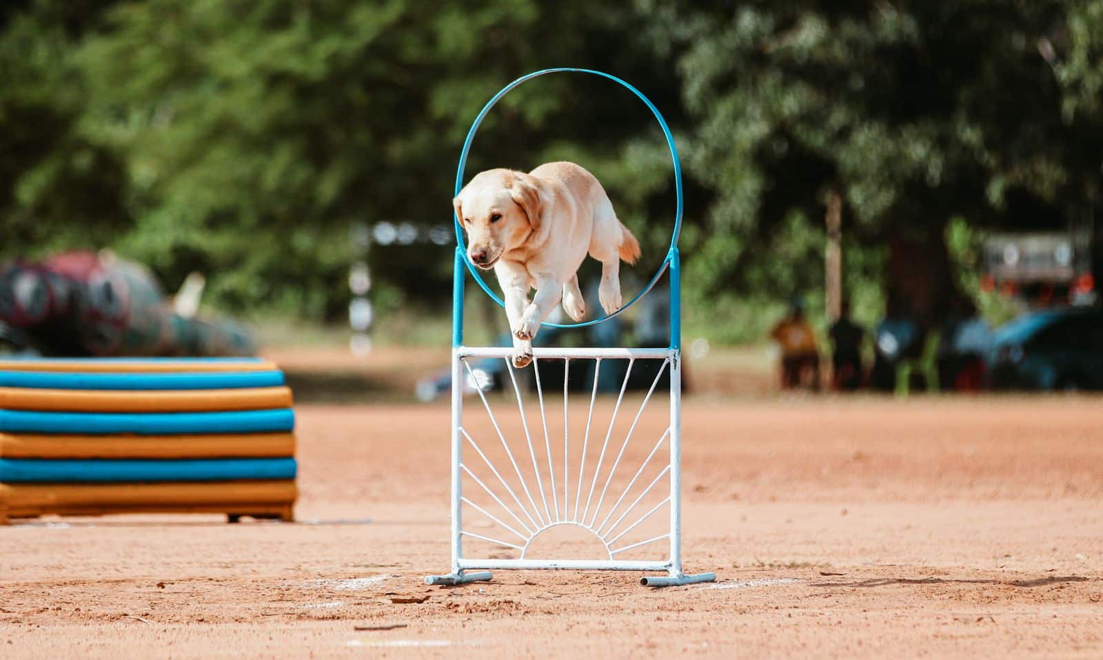 Hund springt beim Tricktraining freudig durch einen Reifen