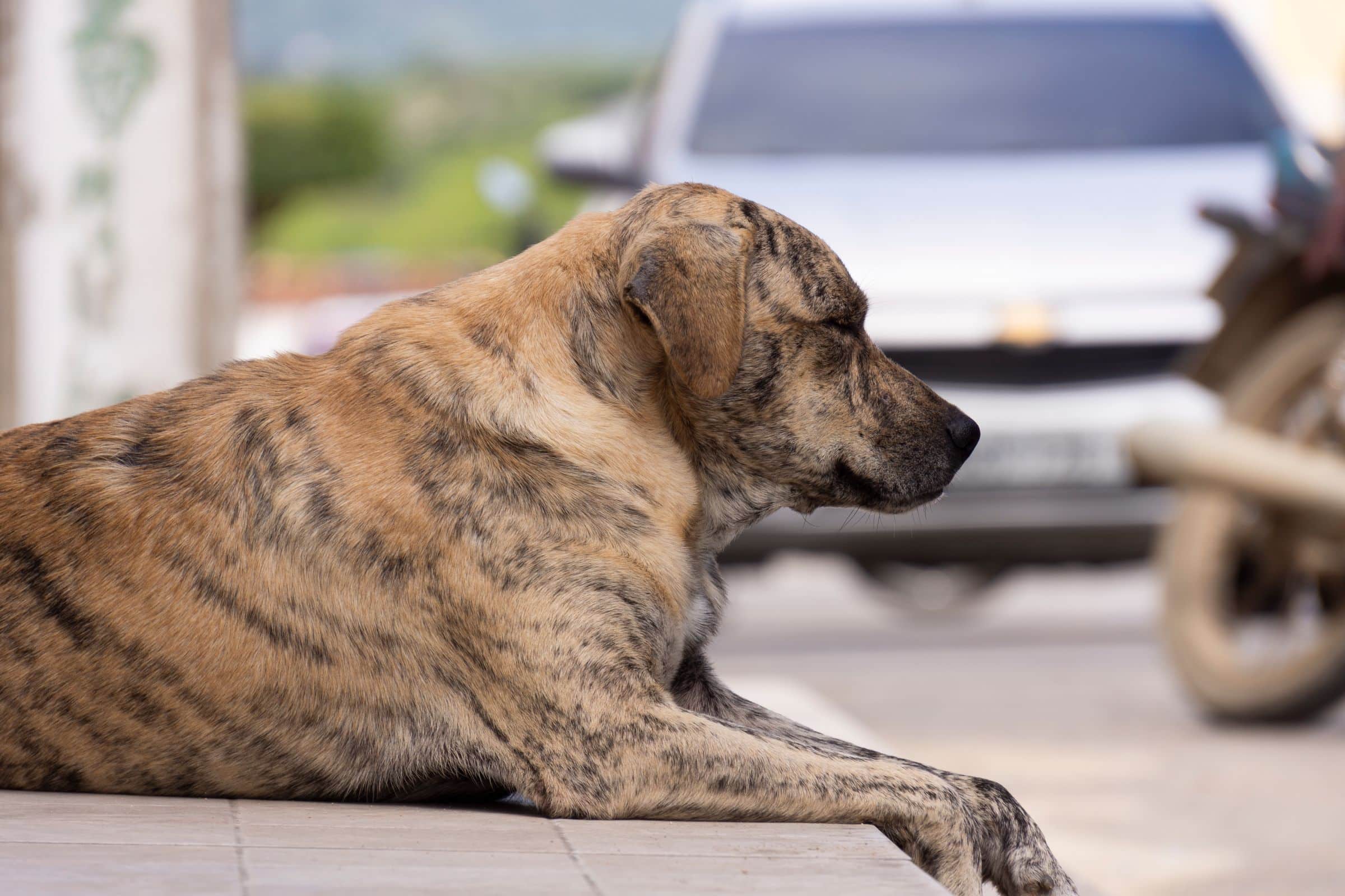 Hund beobachtet gelassen den Alltag beim Umwelttraining in der Stadt