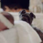 Hund und Baby: So bereitest du deinen Hund aufs Baby vor