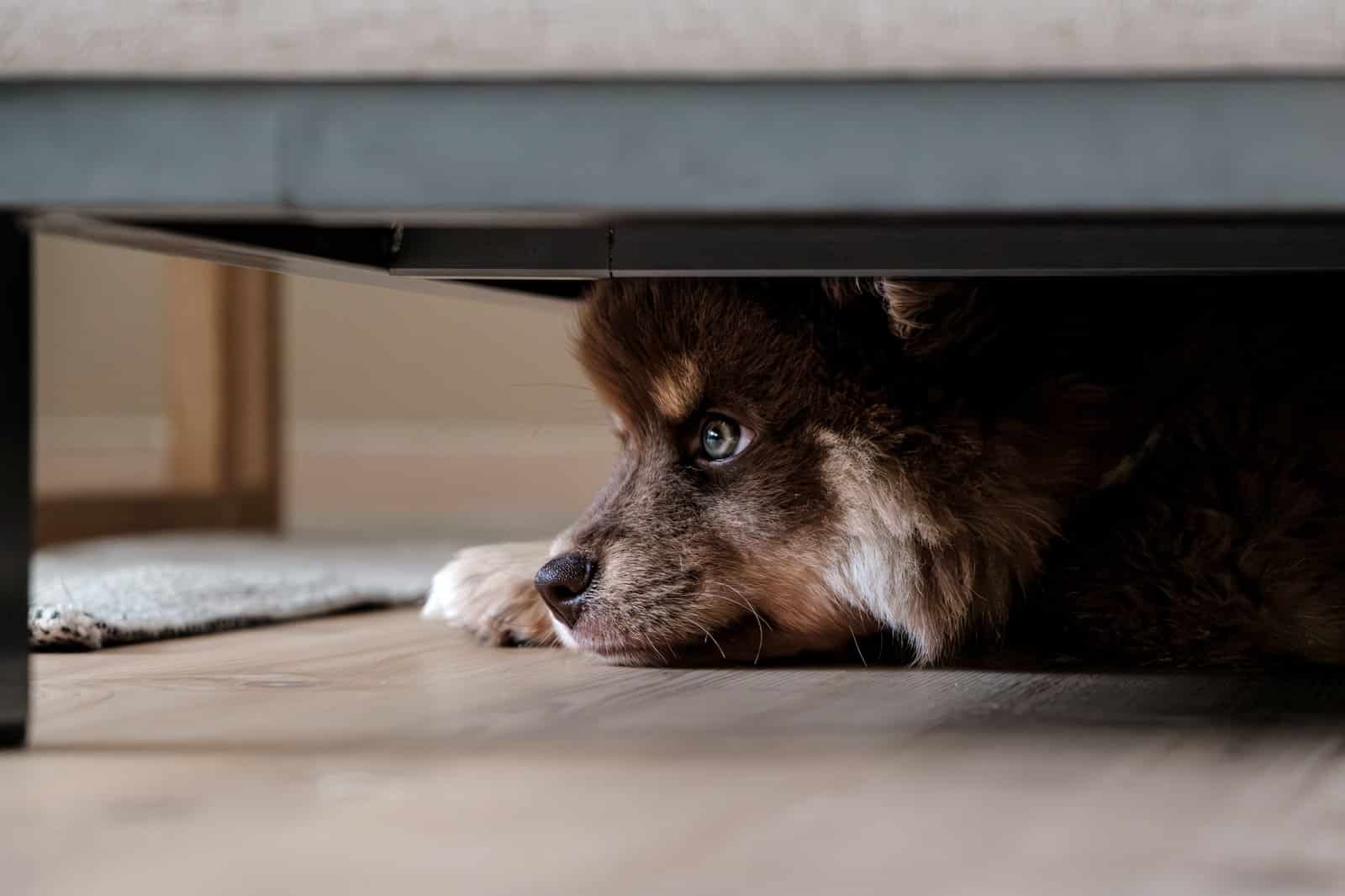 Ängstlicher Hund versteckt sich während eines Gewitters