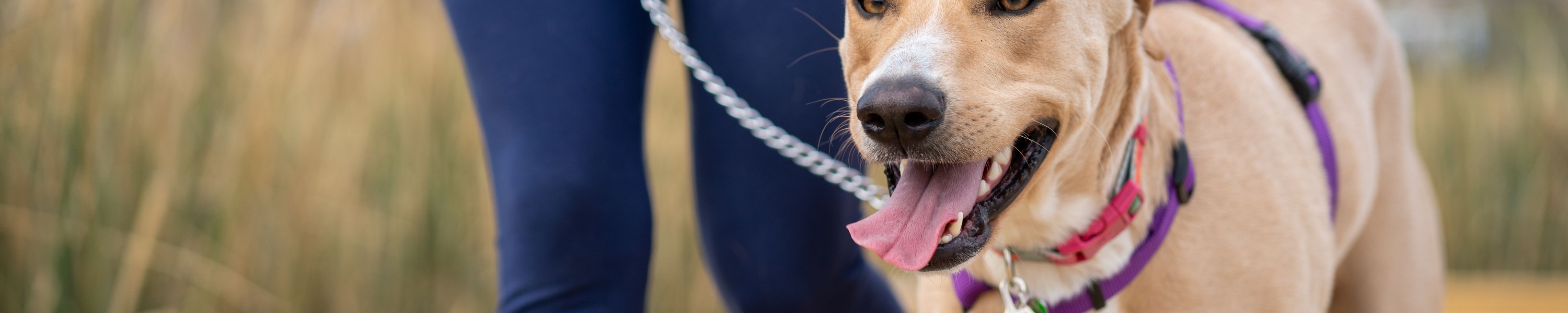 Hund zieht an der Leine: Leinenführigkeit trainieren