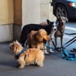 Hund zieht an der Leine: Leinenführigkeit trainieren