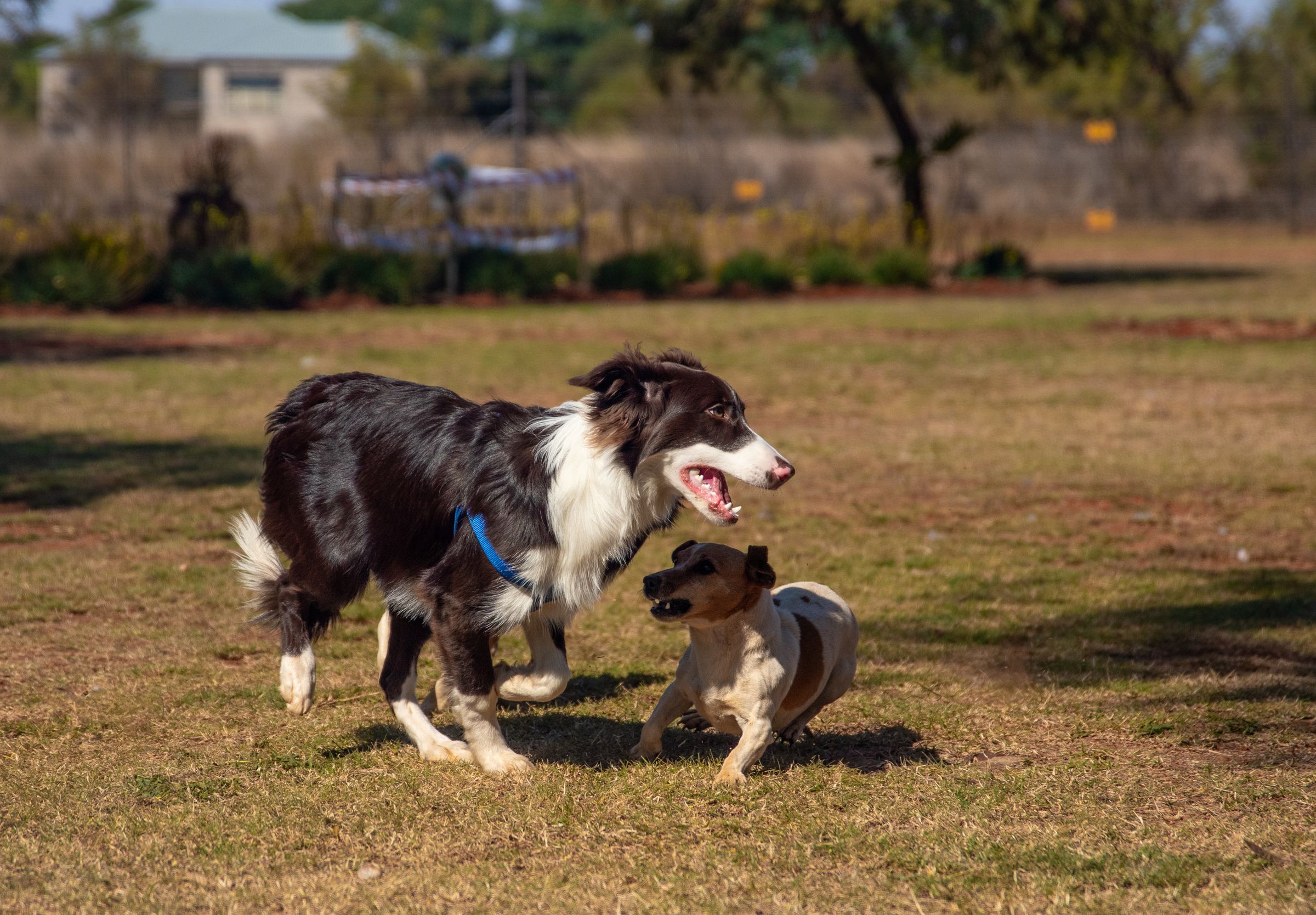Zwei passende Hunde bei einem ruhigen Kontakt im Park