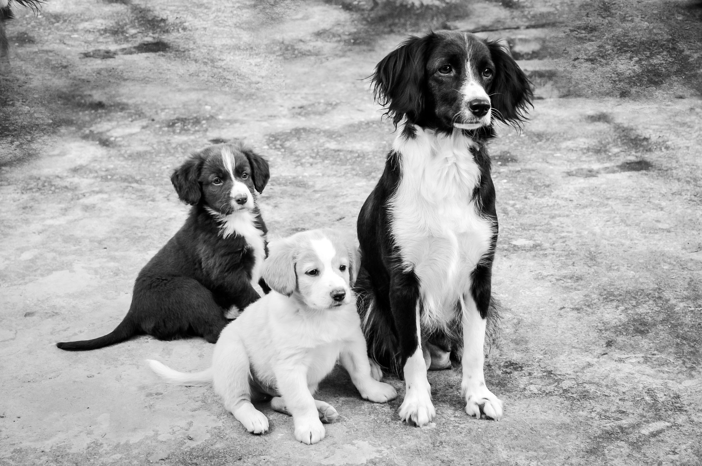 Mehrere Hunde mit ihren Menschen im Gruppenkurs einer Hundeschule