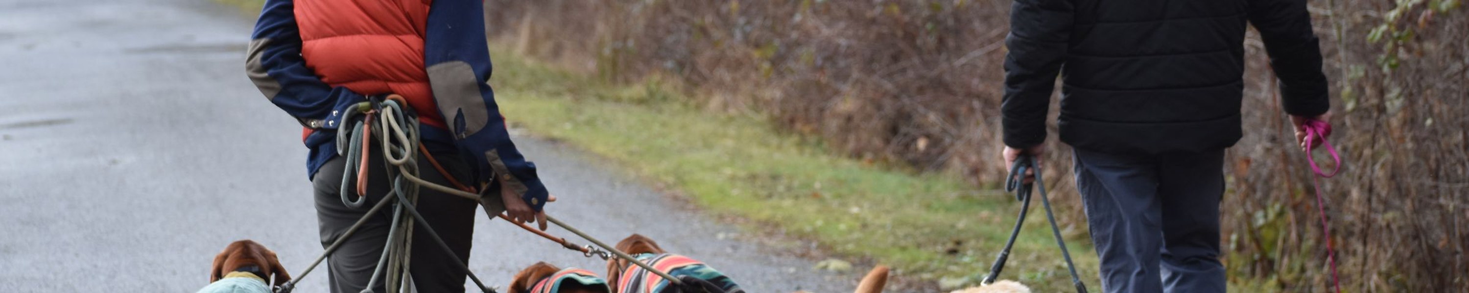 Hundeschule Kosten: Preise im Überblick