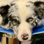 Hundeschule Kosten: Preise im Überblick