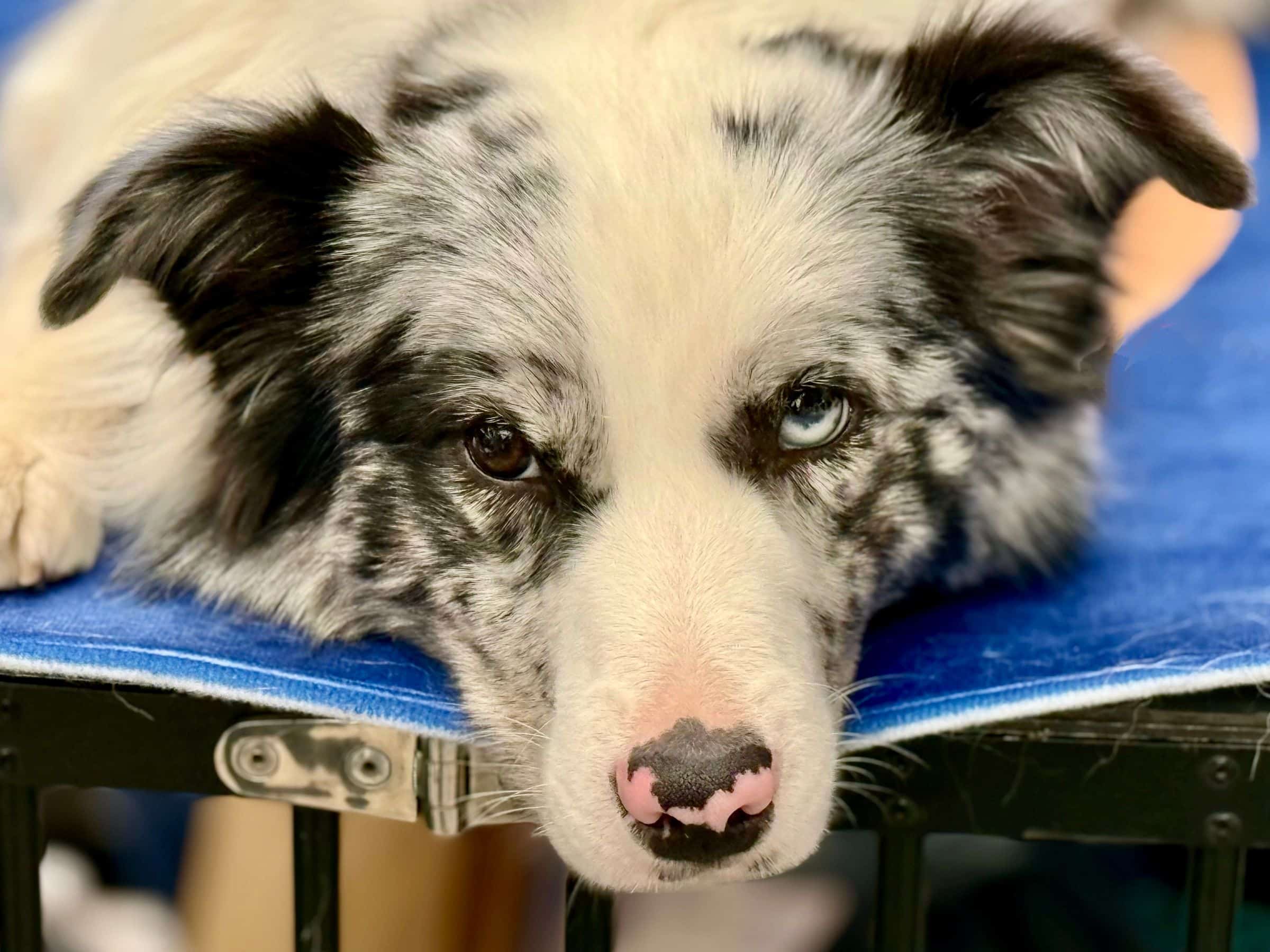 Hundeschule Kosten: Preise im Überblick