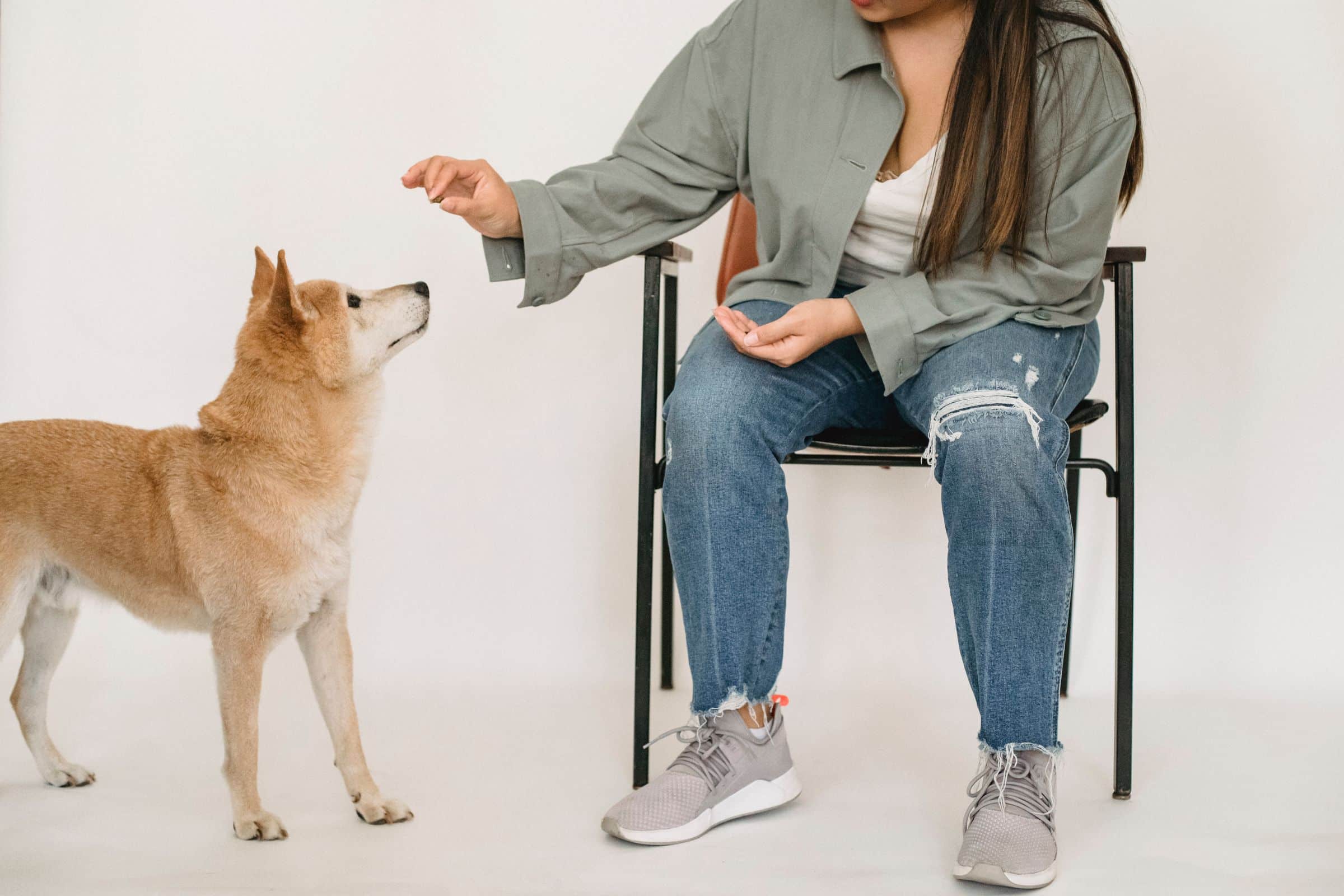 Hundetrainerin arbeitet im Einzeltraining gezielt mit einem Hund