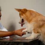 Hundetricks: So bringst du deinem Hund Tricks bei