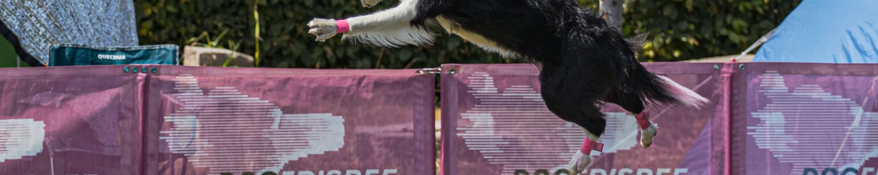 Hundetricks: So bringst du deinem Hund Tricks bei