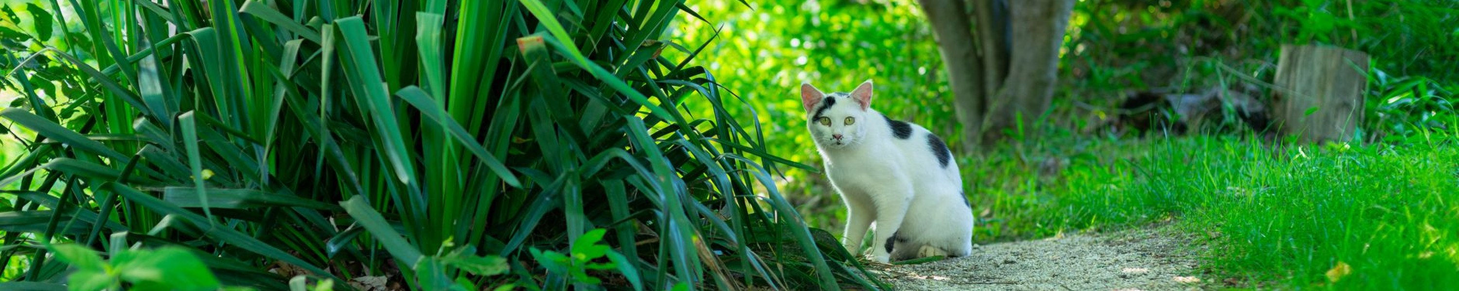 Japanese Bobtail
