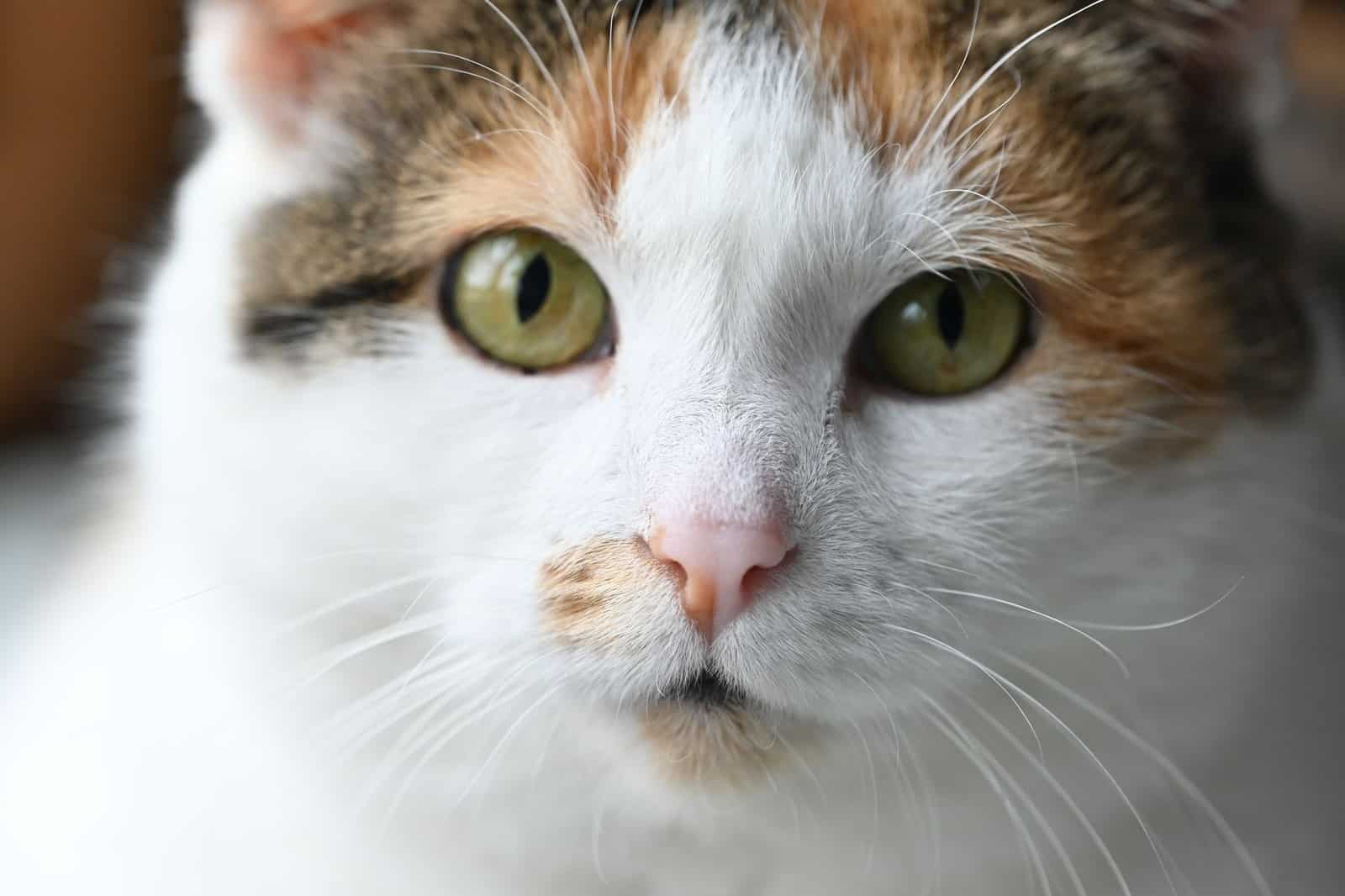 Symbolbild einer dreifarbigen Katze mit grünen Augen