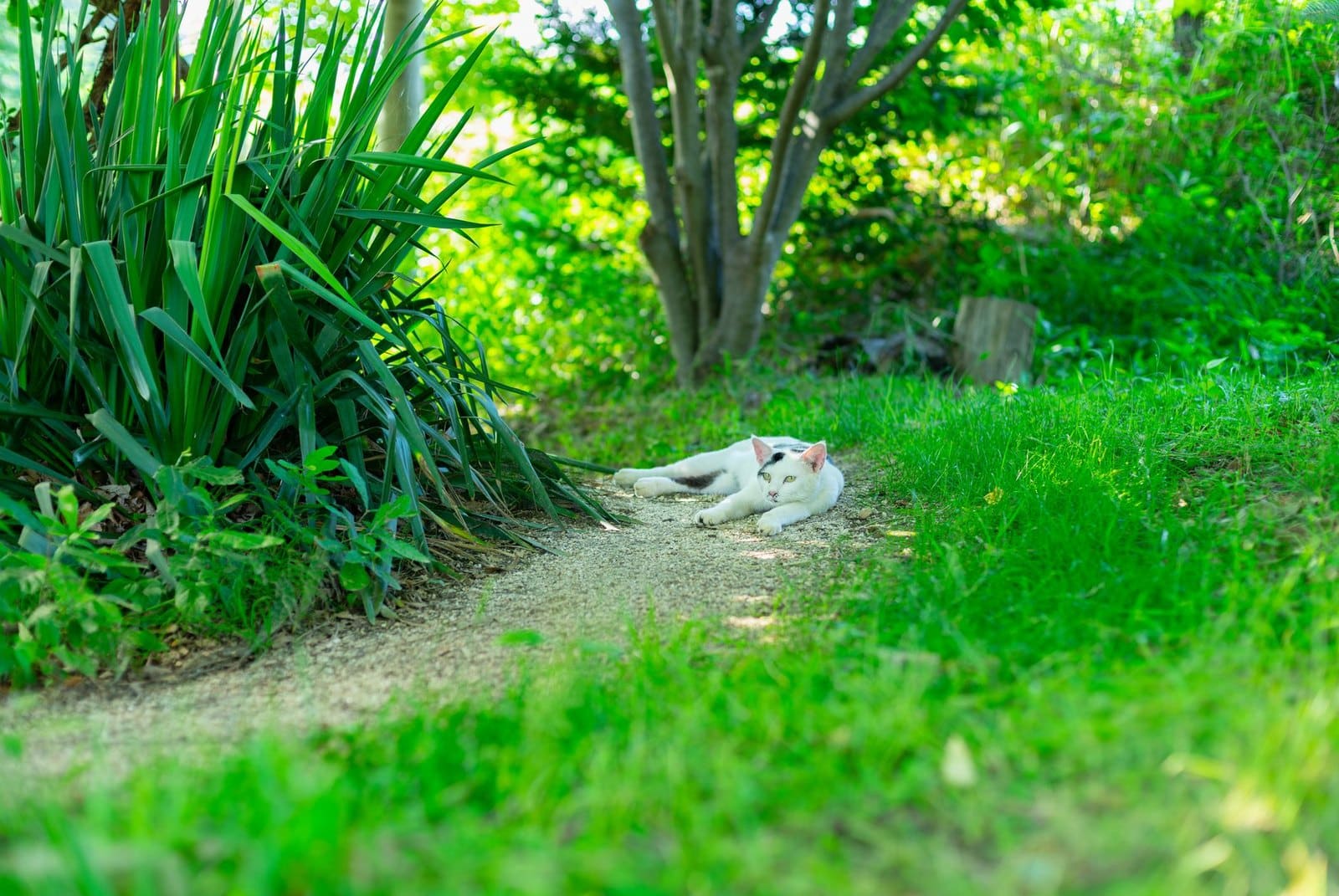 Symbolbild einer Katze in einem japanischen Garten