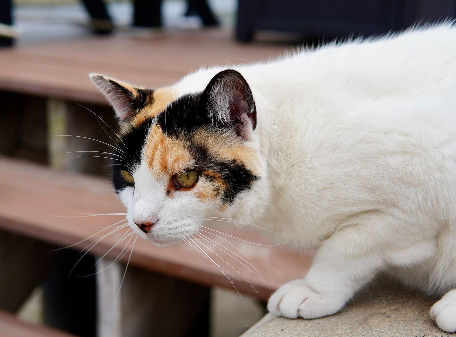 Symbolbild einer dreifarbigen Katze auf einem Vorsprung