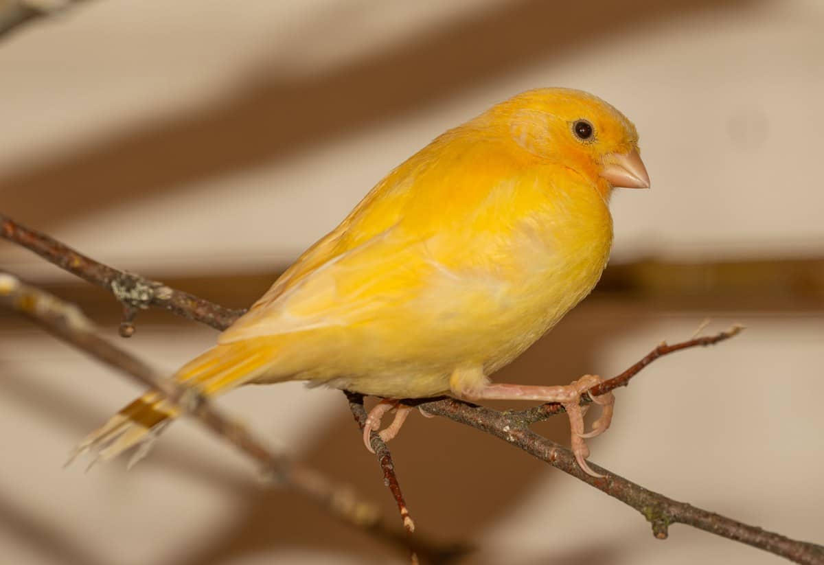 Singender gelber Kanarienvogel auf einem Ast