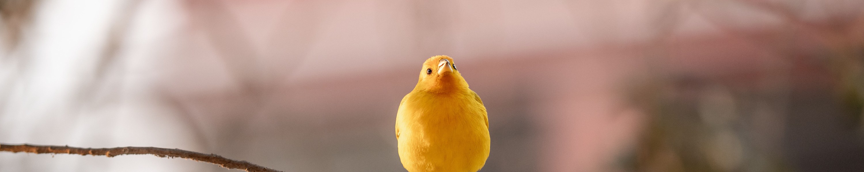 Kanarienvogel im Porträt: Haltung, Gesang & Lebenserwartung