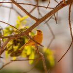Kanarienvogel im Porträt: Haltung, Gesang & Lebenserwartung