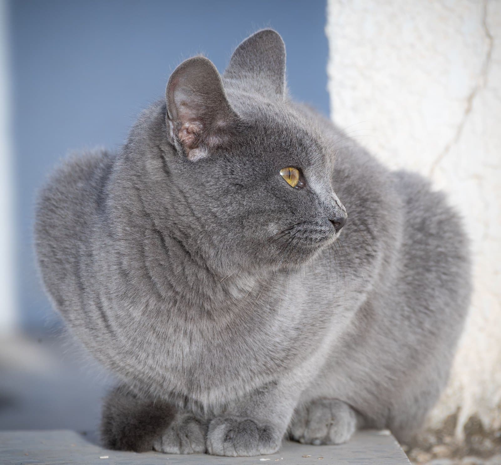 Kartäuser Katze im Profil mit den rassetypischen kupferfarbenen Augen