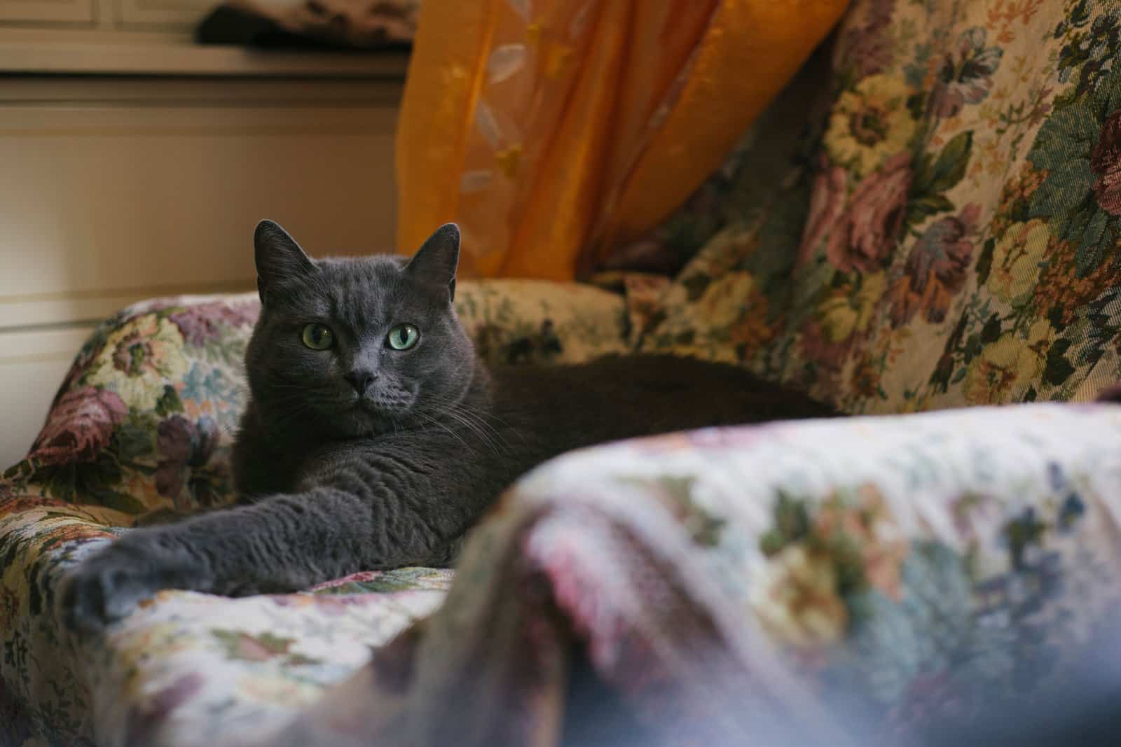 Kartäuser Katze ruht entspannt auf einem Sessel
