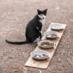 Zeolith für Katzen: Wirkung, Nieren und Risiken