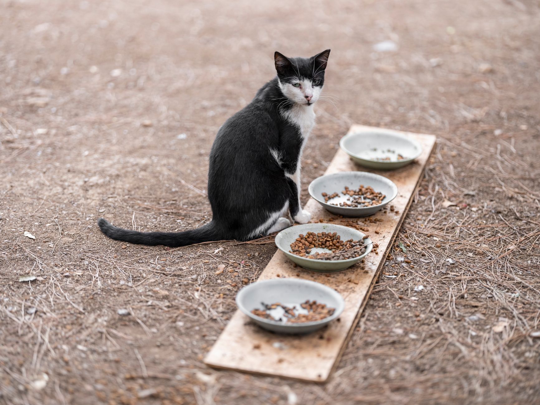 Zeolith für Katzen: Wirkung, Nieren und Risiken