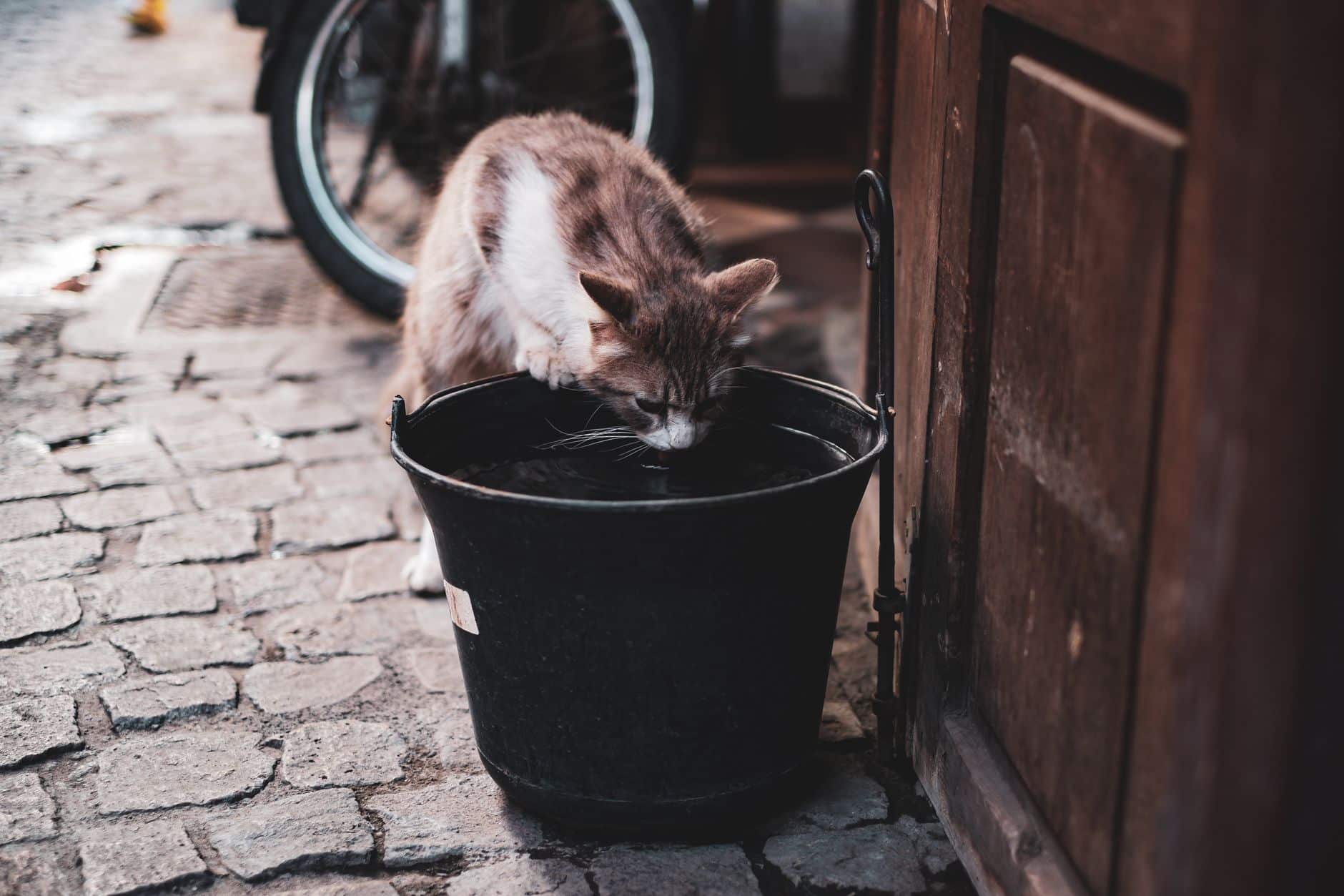 Katze trinkt Wasser – go4vet