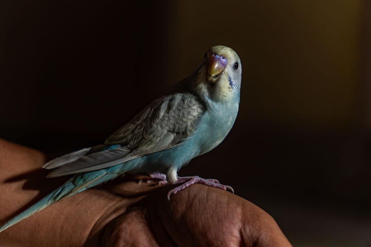 Wellensittich sitzt zutraulich auf einer Hand