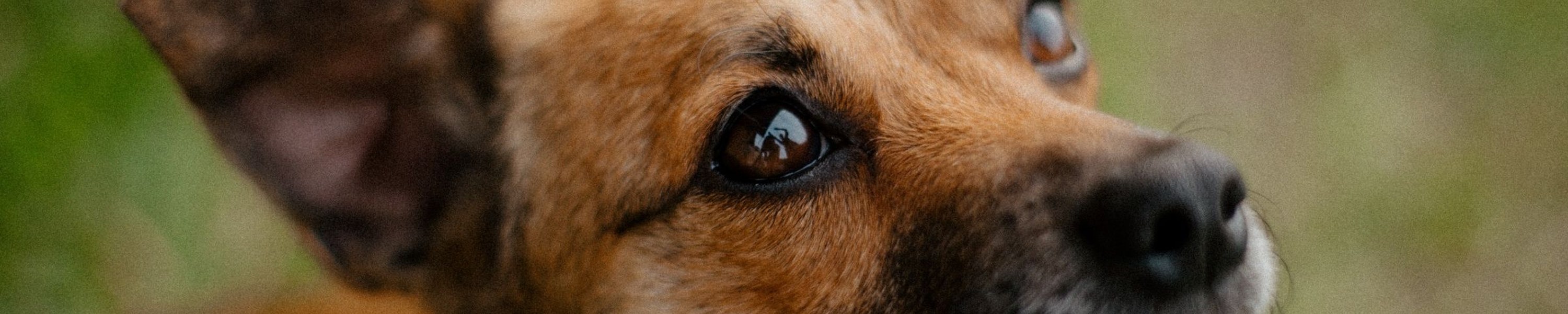Körpersprache Hund: Signale sicher deuten