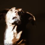 Körpersprache Hund: Signale sicher deuten