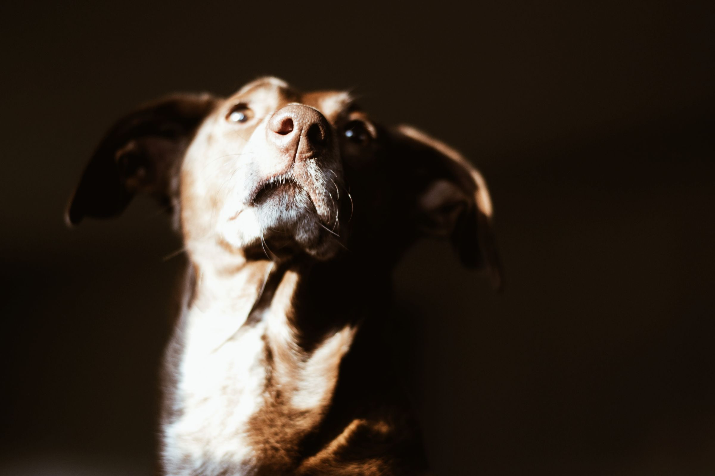 Körpersprache Hund: Signale sicher deuten
