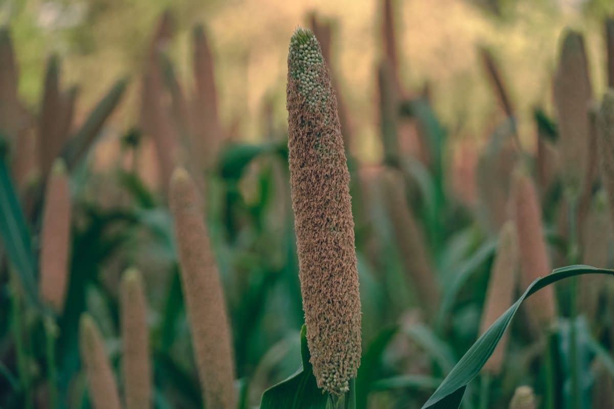 Hirsepflanze mit reifenden Rispen im Feld