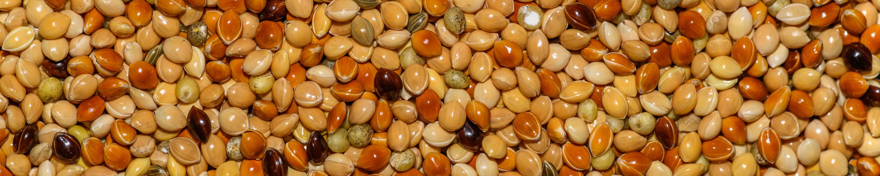 Kolbenhirse: Gesunder Snack oder Dickmacher?