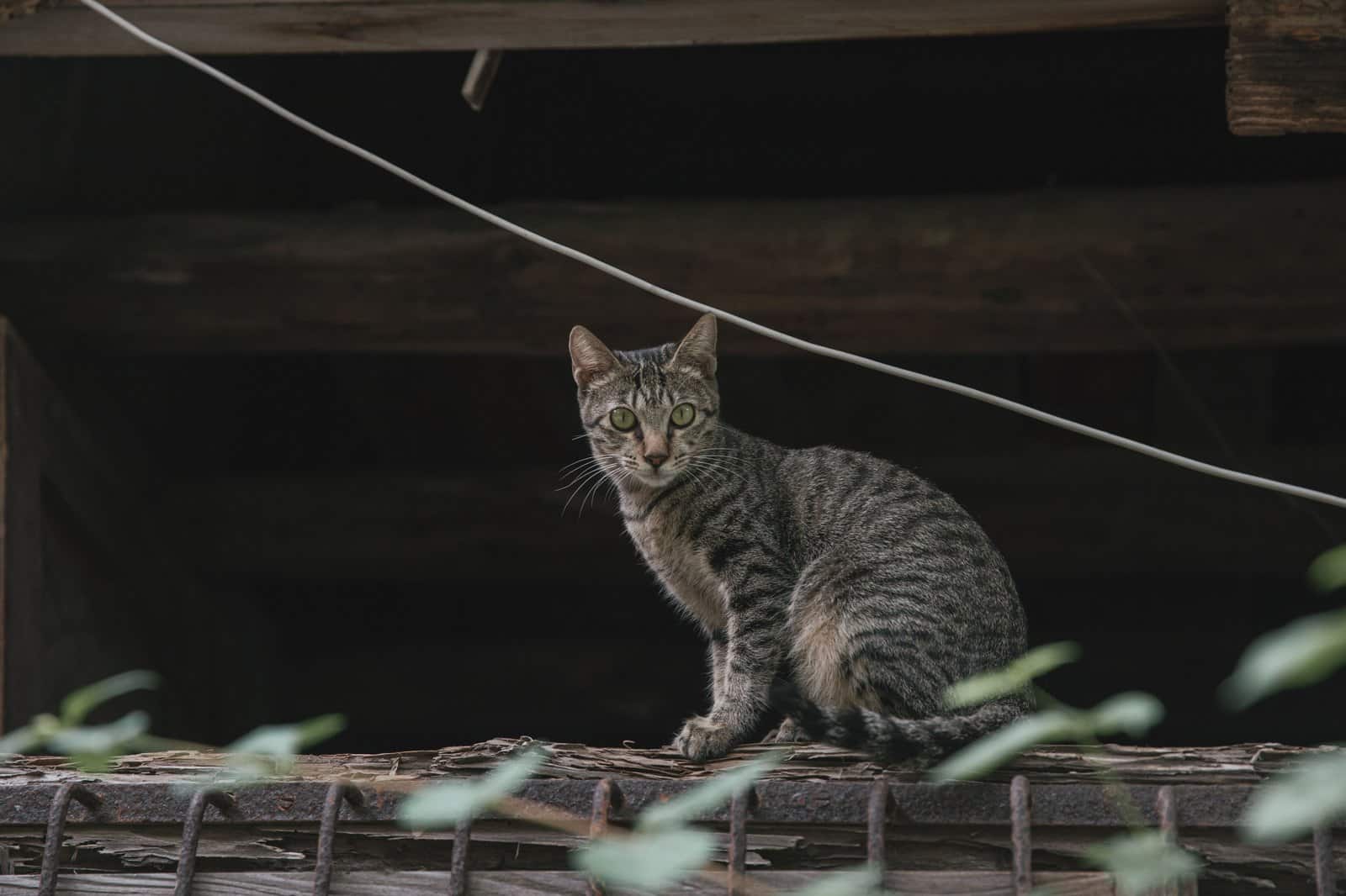 Aufmerksame getigerte Katze; die LaPerm gilt als neugierig und anhänglich