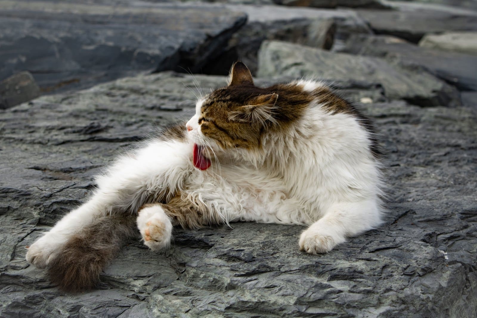 Langhaarige Katze bei der Fellpflege; die LaPerm gibt es auch in einer Langhaarvariante
