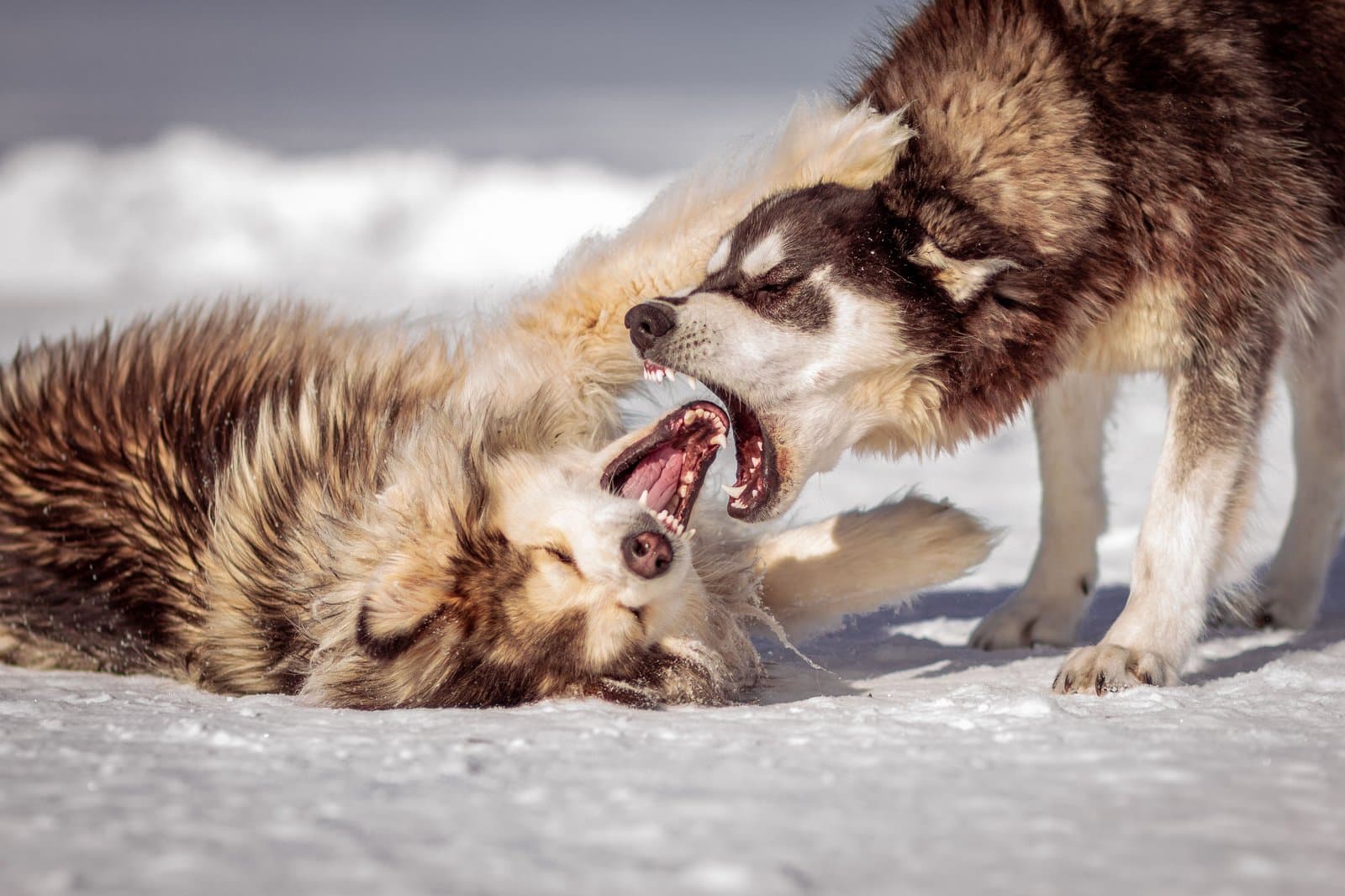 Hund zeigt Leinenaggression gegenüber einem anderen Hund